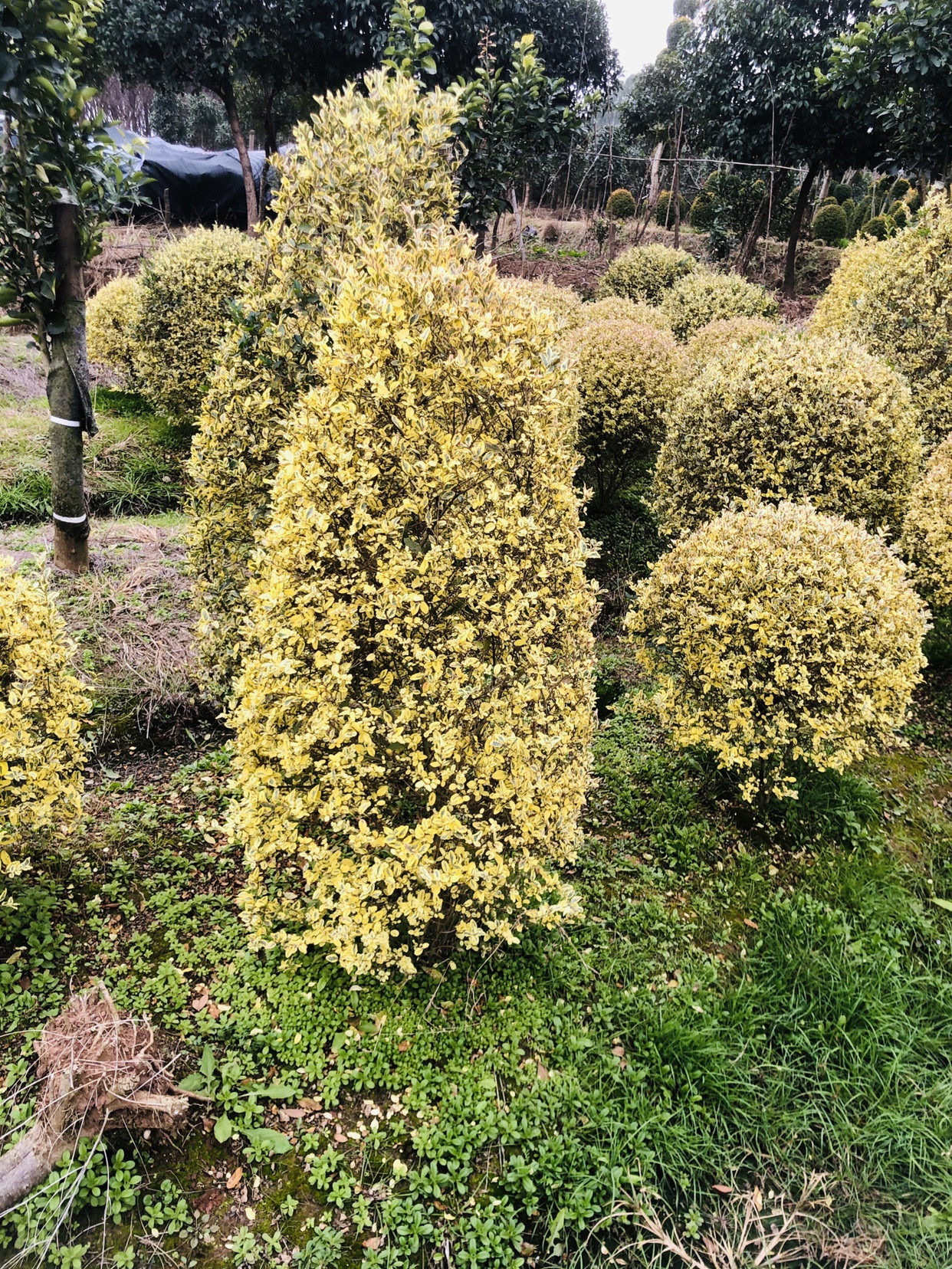 耐寒植物球形植物女贞金姬女贞棒棒糖金姬水蜡庭院植物
