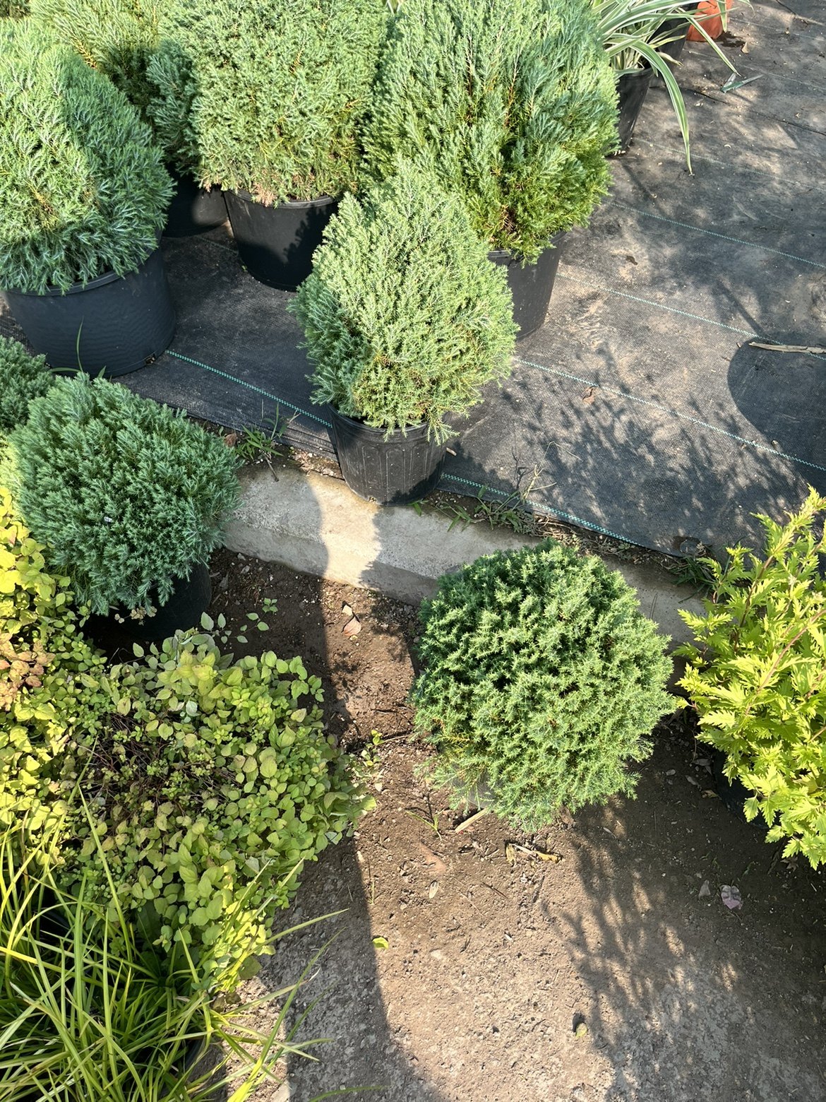 小美庭院花镜耐寒耐晒植物皮球柏柏树