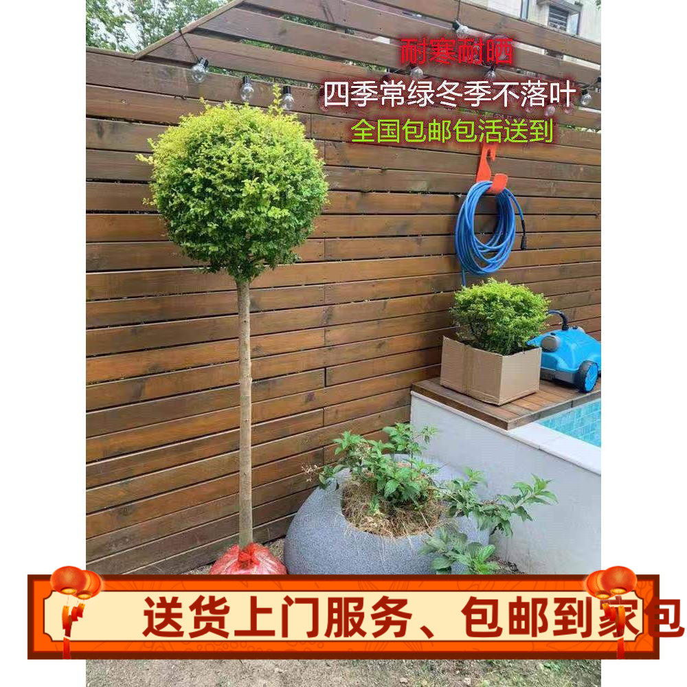 绿植耐寒植物亮晶女贞球形亮晶女贞棒棒糖亮金女贞塔型盆栽植物