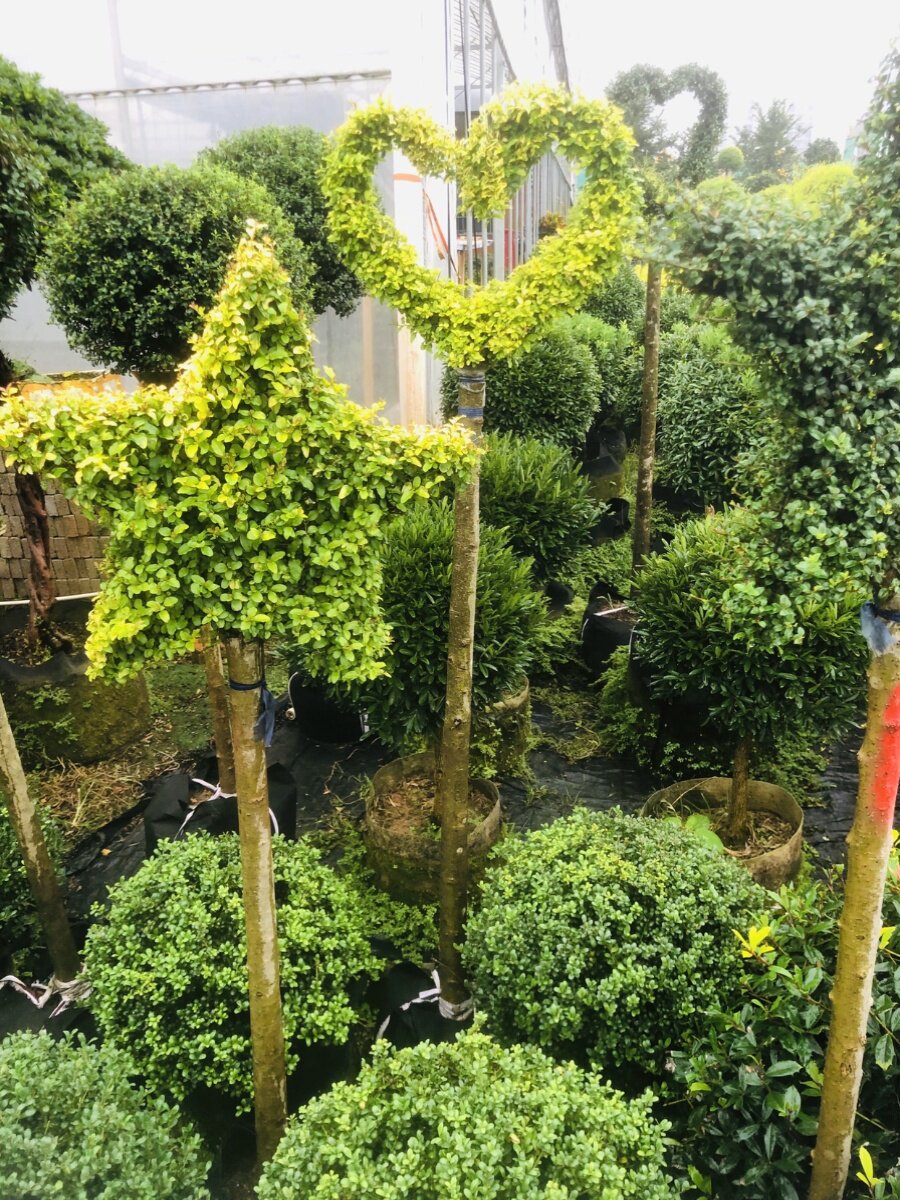 亮晶女贞庭院。阳台。净化空气