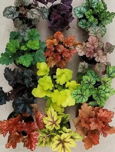 庭院配景彩叶花卉盆栽户外植物矾根