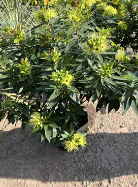 花鲜花小美庭院植物开花植物年青蒲桃花花卉植物