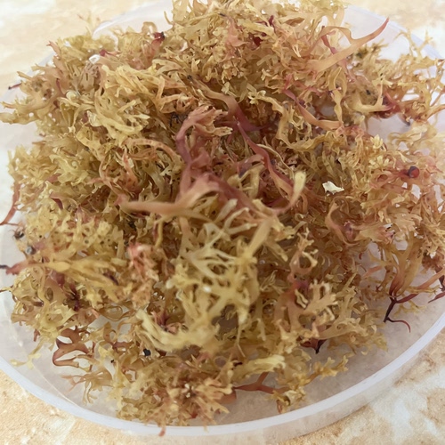 南澳海岛特产鸡冠花鸡挂花干货（类似赤菜）海植物海燕窝胶原蛋白