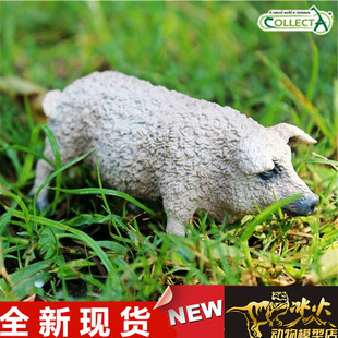 COLLECTA我你他 野生动物恐龙模型玩具 油花猪 88674全新现货