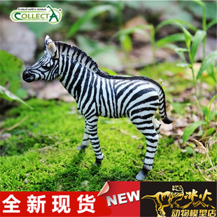 COLLECTA我你他 野生动物模型玩具 2019小斑马88850 全新现货