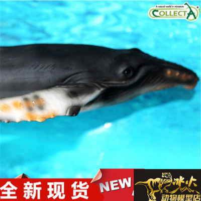 我你他野生动物恐龙全新现货模型