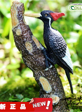 COLLECTA我你他2017动物恐龙模型玩具象牙喙啄木鸟88802 全新现货