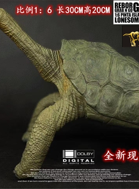 REBOR2023新品野生动物 象龟孤独乔治男女孩成人模型玩具热销现货