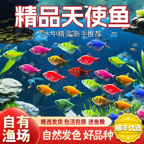 多彩天使热带观赏鱼群游不褪色