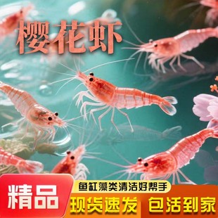 观赏虾除藻虾淡水鲜活黑壳虾清洁鱼耐活好养热带樱花虾宠物水晶虾
