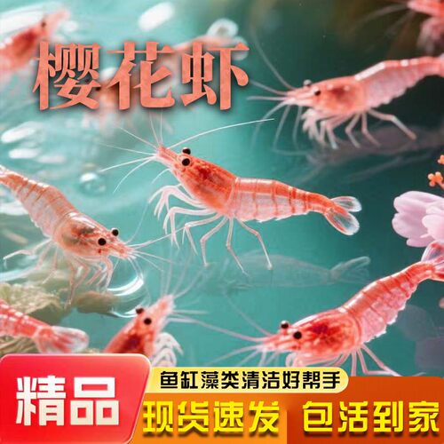 观赏虾樱花虾除藻清洁虾