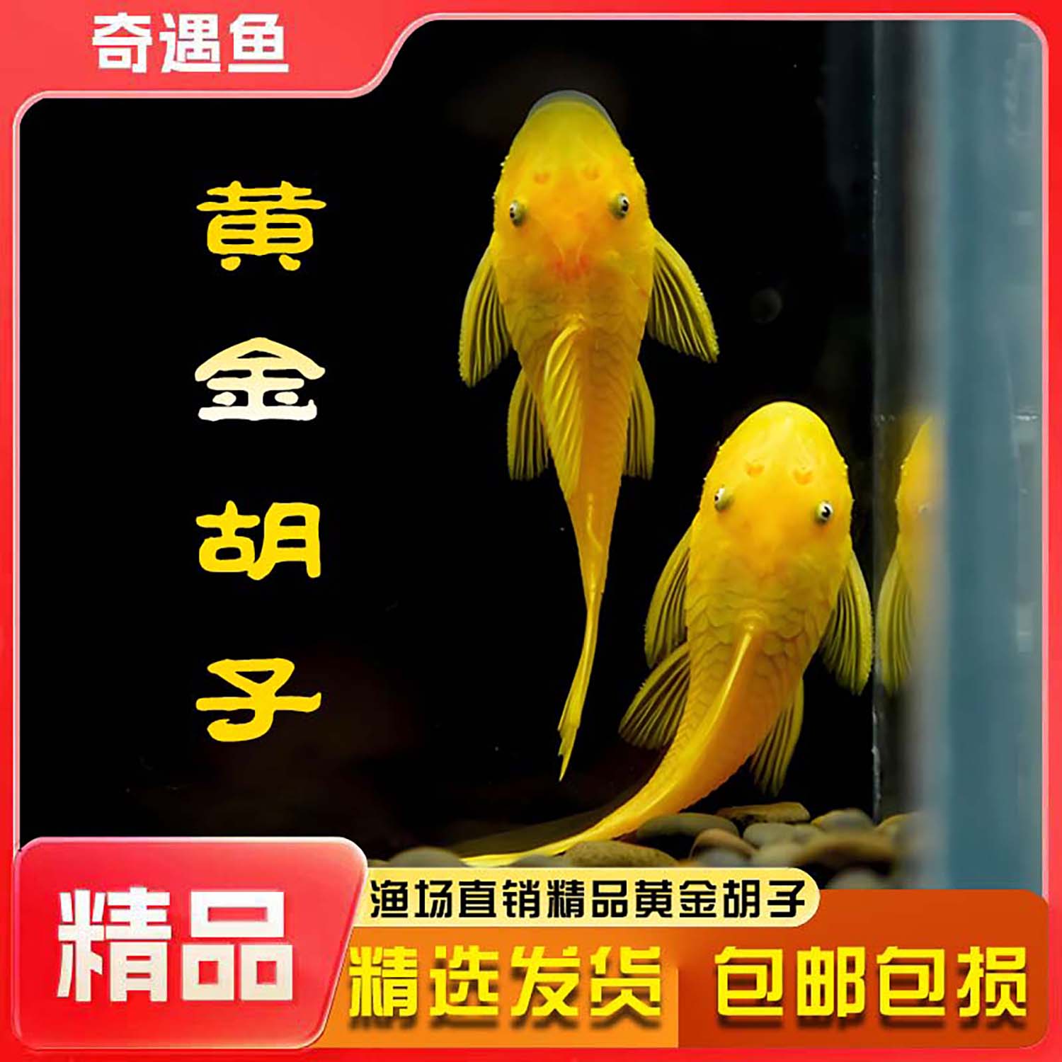 清潔魚黃金胡子底棲魚觀賞魚