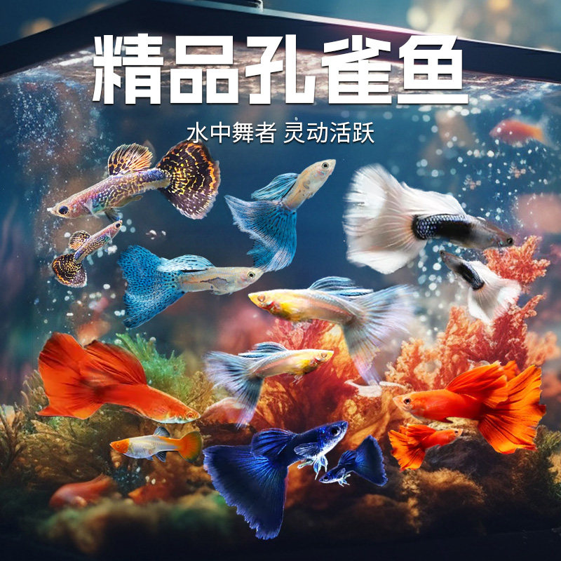 孔雀热带好养耐活耐养金鱼凤尾观赏鱼淡水小鱼易繁殖斑马活鱼