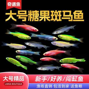热带观赏鱼好养红绿灯斑马鱼淡水金鱼苗小型宝莲灯科小鱼冷水孔雀