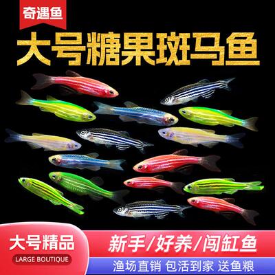 热带观赏鱼红绿灯斑马鱼灯科小鱼