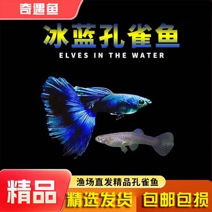 孔雀鱼冰蓝孔雀观赏鱼小型热带鱼活体淡冷水好养金鱼小鱼胎生鱼苗