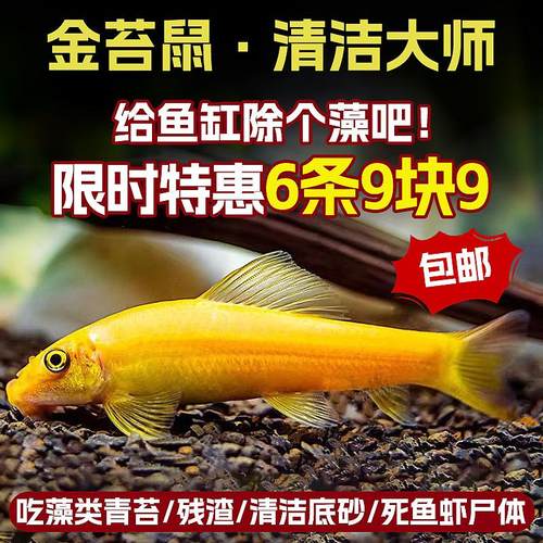 观赏鱼小型热带斑马鱼除藻工具