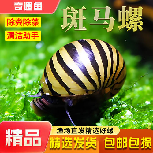 斑马螺除藻螺观赏螺鱼缸清洁螺吃藻螺苹果螺黄金螺吃粪工具淡水螺