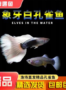 孔雀鱼纯种观赏鱼小型淡水好养