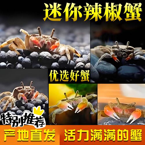 迷你蟹辣椒蟹观赏蟹可与灯科鱼孔雀鱼虾斑马鱼混养吃涡虫除藻活体