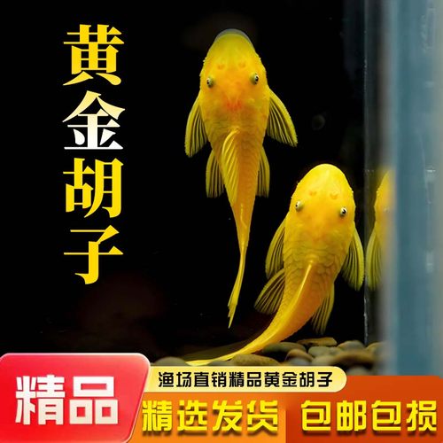 清洁鱼黄金胡子底栖鱼观赏鱼