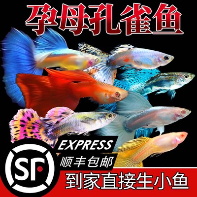 孔雀热带观赏鱼凤尾淡水小鱼易繁殖好养耐活耐养金鱼凤尾斑马活鱼