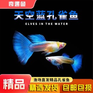 孔雀鱼天空蓝孔雀鱼观赏鱼小型热带鱼淡冷水好养金鱼小鱼胎生鱼苗