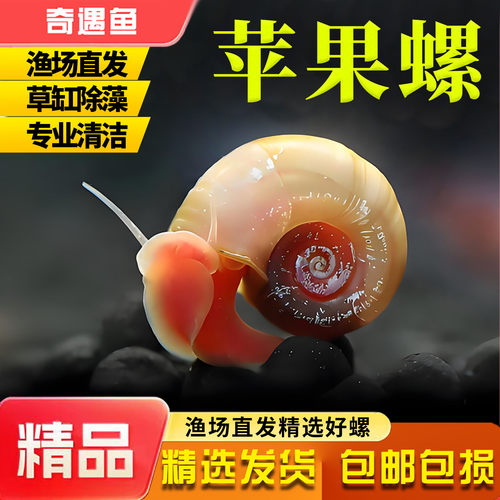 苹果螺除藻螺观赏螺鱼缸清洁螺吃藻螺黄金螺斑马螺吃粪工具淡水螺