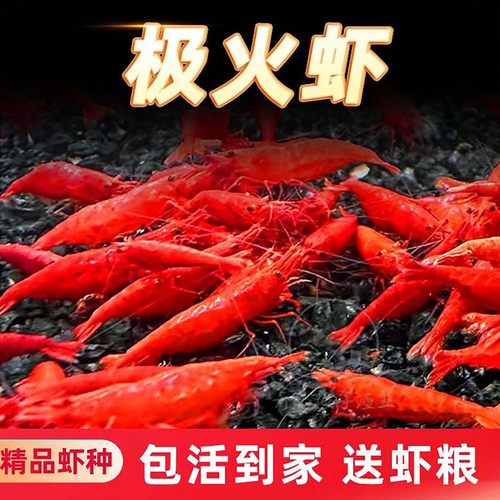 极火虾观赏虾淡水宠物虾樱花虾黑壳虾除藻虾米虾水晶虾大号观赏虾