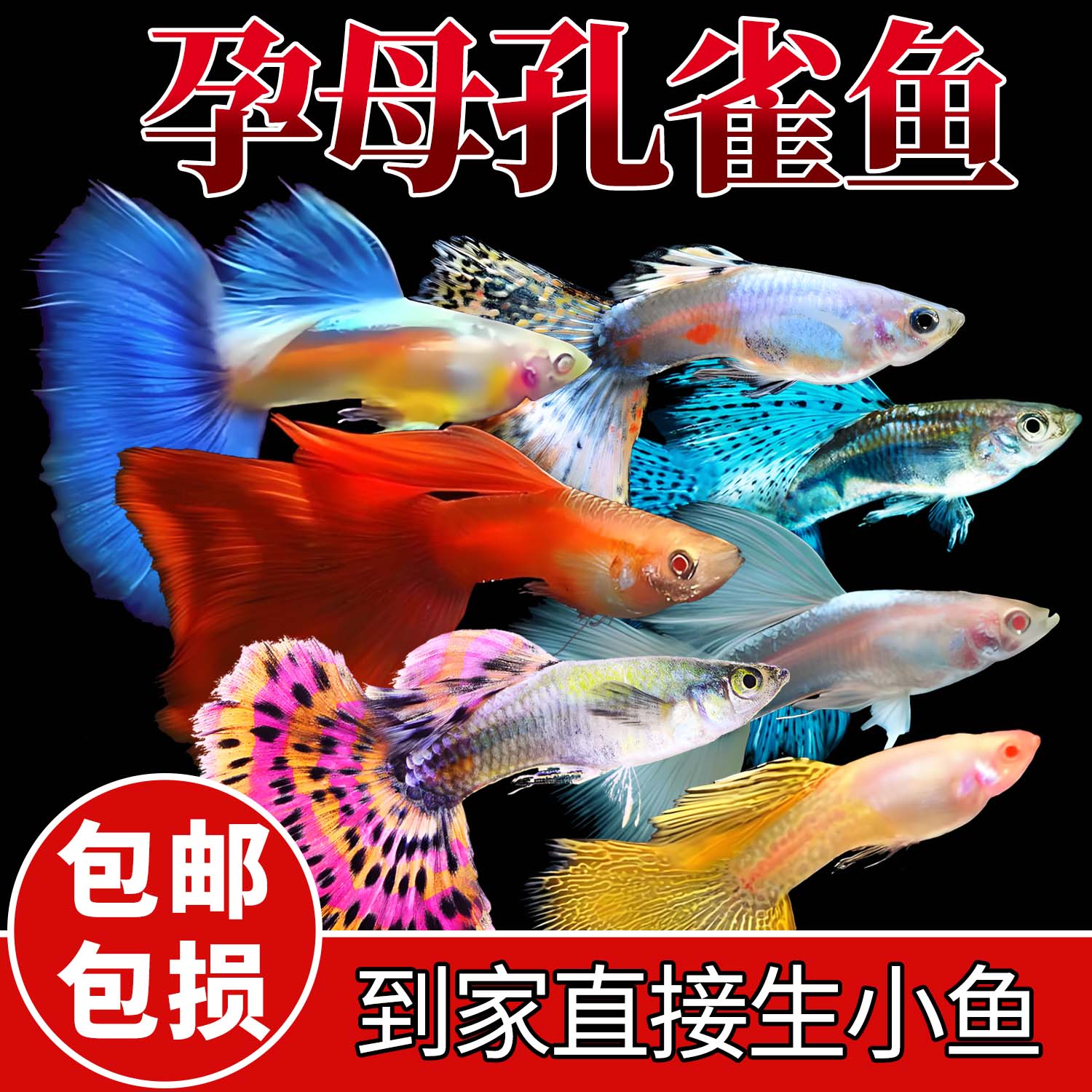 孔雀热带观赏鱼凤尾淡水小鱼易繁殖好养耐活耐养金鱼凤尾斑马活鱼