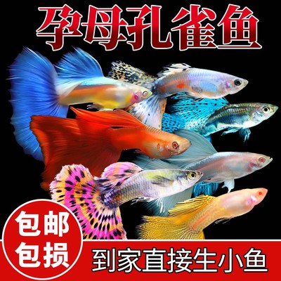 孔雀热带观赏鱼凤尾淡水小鱼易繁殖好养耐活耐养金鱼凤尾斑马活鱼