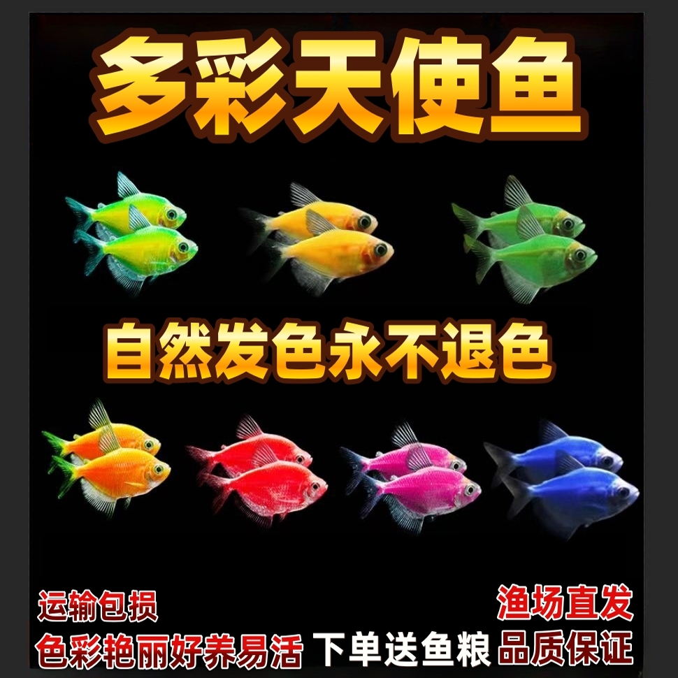 多彩天使热带观赏鱼群游不褪色