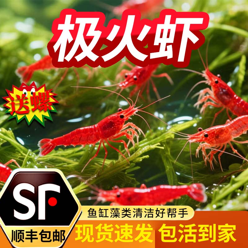 顺丰极火虾观赏虾淡水繁殖红琉璃米虾樱花虾除藻虾清洁七彩宠物虾
