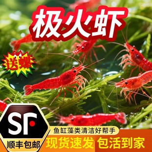 顺丰极火虾观赏虾淡水繁殖红琉璃米虾樱花虾除藻虾清洁七彩宠物虾