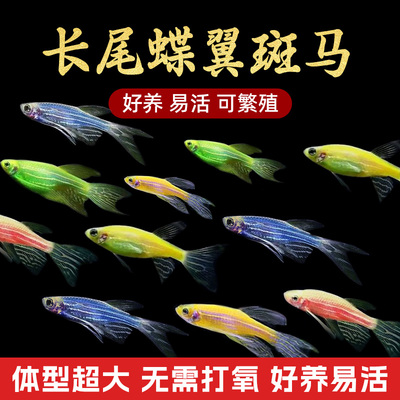 斑马鱼长尾斑马蝶翼小型冷水鱼