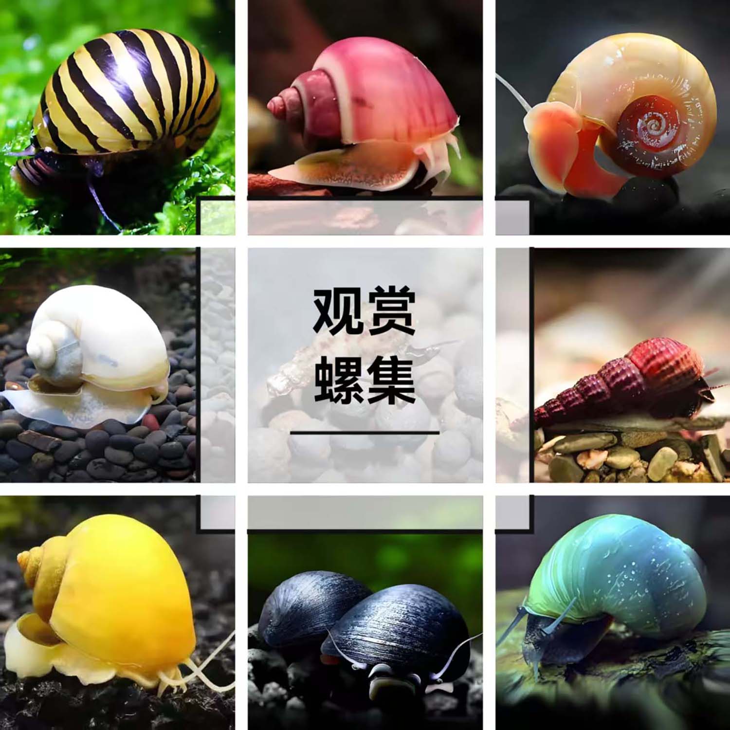 观赏螺苹果螺黄金黑金刚杀手除藻除粪彩蛋斑马淡水小宠物鱼缸冷水