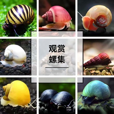 观赏螺苹果螺黄金黑金刚杀手除藻除粪彩蛋斑马淡水小宠物鱼缸冷水