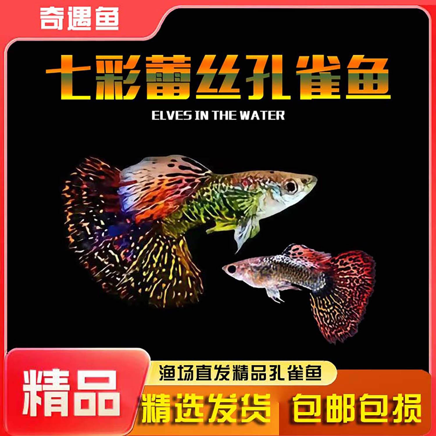 孔雀鱼纯种观赏鱼小型淡水好养