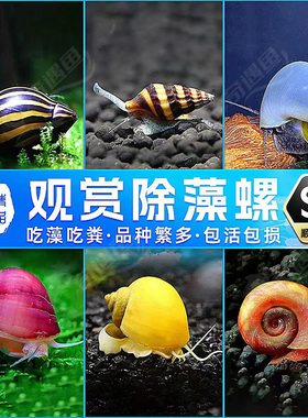 观赏螺苹果螺黄金黑金刚杀手除藻除粪彩蛋斑马淡水小宠物鱼缸冷水
