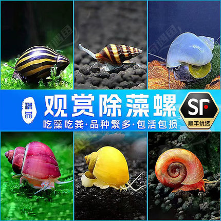 观赏螺苹果螺黄金黑金刚杀手除藻除粪彩蛋斑马淡水小宠物鱼缸冷水