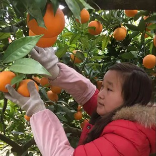 【直播选果】新鲜带叶重庆奉节脐橙子现摘现发盛仁佐圆型鲜甜可口