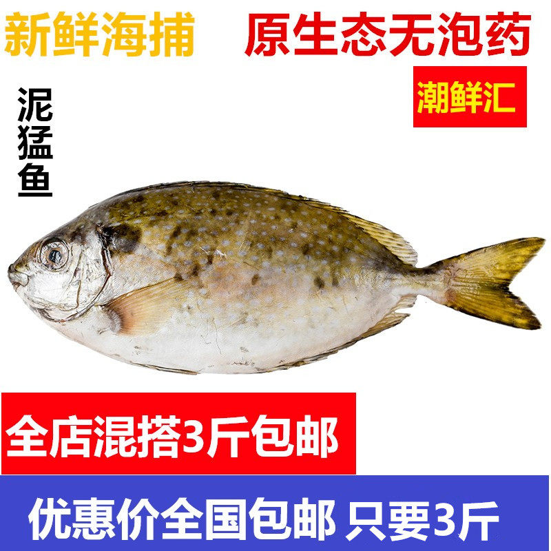 潮鲜汇 泥猛鱼海鲜鲜活水产新鲜海鱼娘呙臭肚柠檬鱼全国3斤包邮