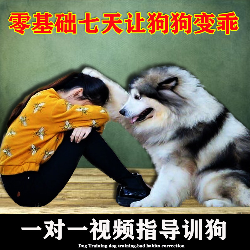 训狗教程一对一指导训练阿拉斯加金毛边牧幼犬上狗厕所定点大小便