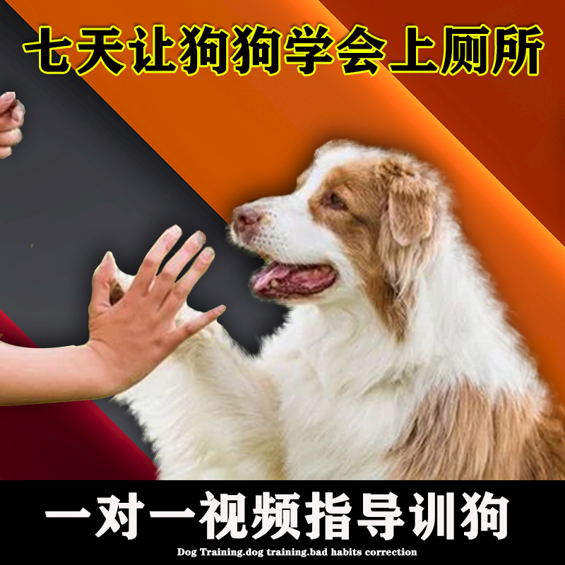 训狗教程一对一视频指导训练边牧幼犬排便上厕所尿片定点大小便