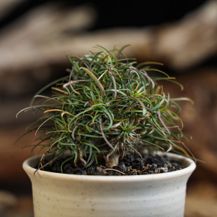 【朴原】戈氏大戟 Euphorbia gottlebei 多肉块根绿植珍稀盆栽