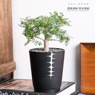 【朴原】酒瓶漆树/织冠漆树Operculicarya hyphaenoides潮流块根