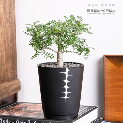 【朴原】酒瓶漆树/织冠漆树Operculicarya hyphaenoides潮流块根