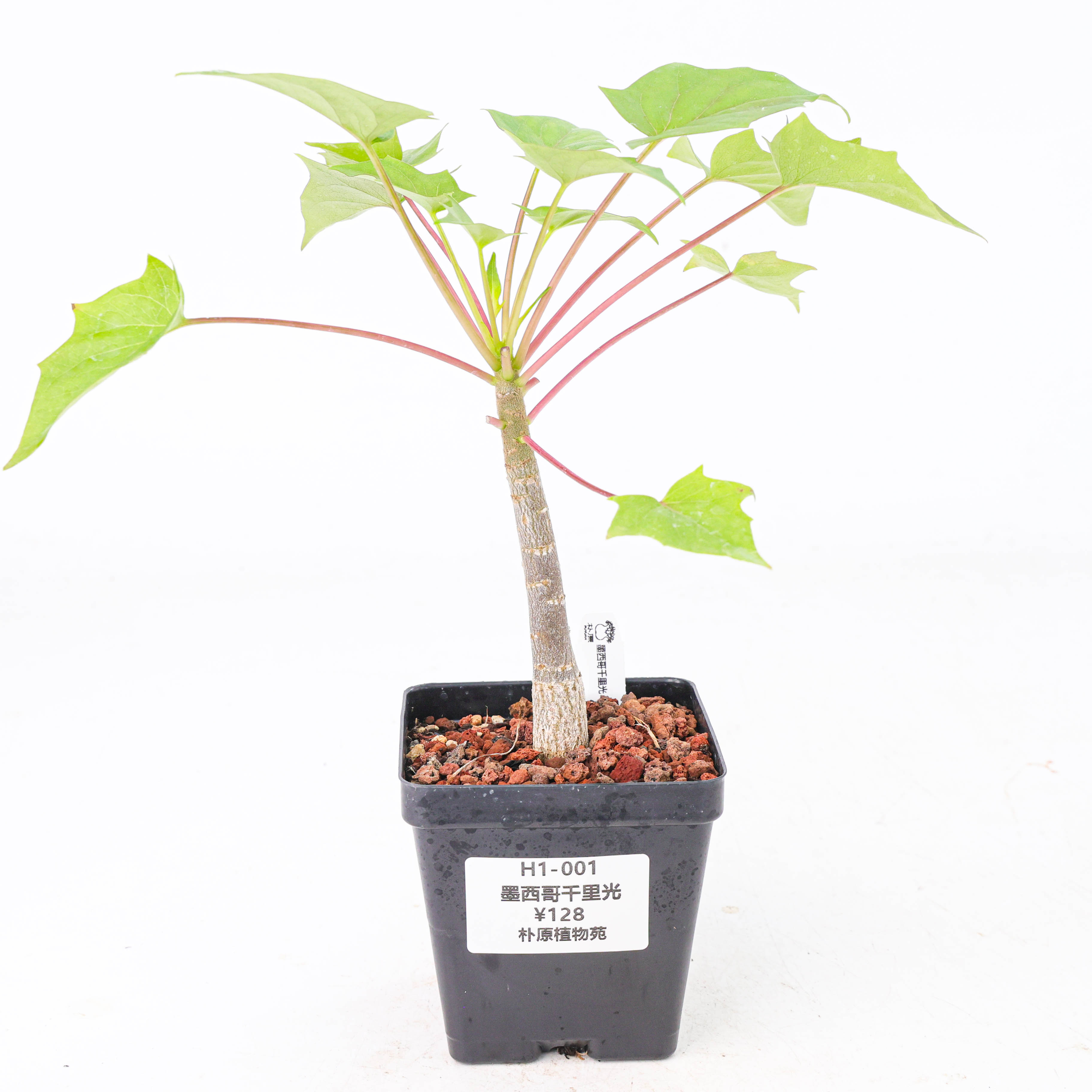 【朴原】墨西哥千里光 Pseudogynoxys chenopodioides 绿植块根