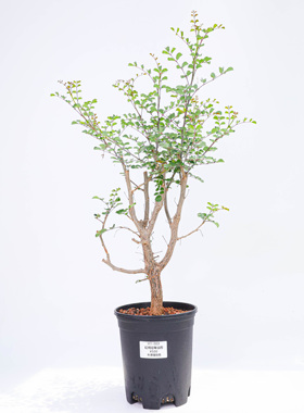 【朴原】红柄短萼没药Commiphora brevicalyx var brevicalyx绿植