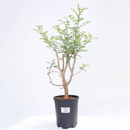【朴原】红柄短萼没药Commiphora brevicalyx var brevicalyx绿植